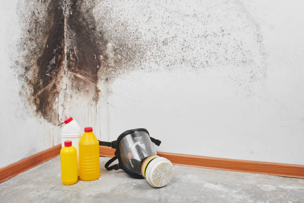 Attic Mold Removal in Home, WA