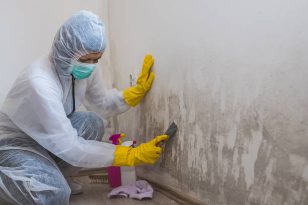 Best Mold Cleaning Services  in Home, WA