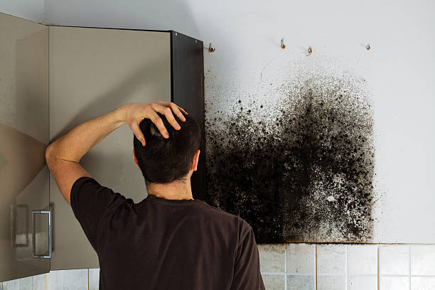 Best Mold Damage Repair  in Home, WA